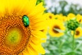 Close-up bright green rose chafer beetle gathering pollen from sunflower plant field. Vibrant colorful summer background