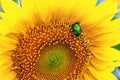 Close-up bright green rose chafer beetle gathering pollen from sunflower plant field. Vibrant colorful summer background Royalty Free Stock Photo