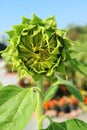 Close Up of Bright Green Sunflower Bud in the Sunlight Royalty Free Stock Photo