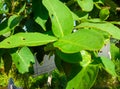 Close-up of bright green Syzygium aqueum, fresh guava leaf with several caterpillar bite holes Royalty Free Stock Photo