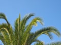 Close up of a bright green vibrant tropical palm tree top with fronds against a bright blue summer sunlit sky Royalty Free Stock Photo