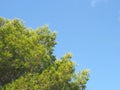 Close up of a bright green vibrant tropical pine tree top against a bright blue summer sunlit sky Royalty Free Stock Photo
