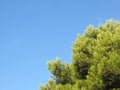 Close up of a bright green vibrant tropical pine tree top against a bright blue summer sunlit sky Royalty Free Stock Photo