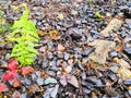 Close Up Bright Green, Wet, Curved Fern Leaves with Dark Grey Stone