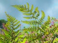 A close up of bright green wild fern leafs illuminated by sunlight glowing though the foliage against a blue cloudy sky Royalty Free Stock Photo