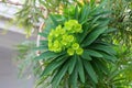 Spring Bloom Series - Bright Lime Green flowers on Euphorbia Plant