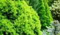 Close-up bright green young short needles of the Canadian spruce Picea glauca Conica