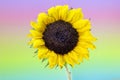 Dewy Yellow Sunflower with Pastel Rainbow Background Royalty Free Stock Photo