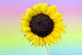 Dewy Yellow Sunflower with Pastel Rainbow Background Royalty Free Stock Photo