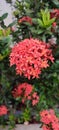 Close-Up of Bright Ixora Flowers with a striking pink color