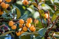 Close up bright Loquat fruits or Eriobotrya japonica on tree. Royalty Free Stock Photo