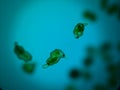 Close up of bright microscopic bacteria Royalty Free Stock Photo