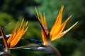 Close-up of a bright orange blooming bird of paradise flower Strelitzia reginae blooming against a green background in the Royalty Free Stock Photo