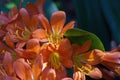 Close-up of bright orange bush lily flowers clivia miniata Royalty Free Stock Photo