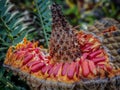 Close up of bright orange cycad seeds around pineapple like pod. Royalty Free Stock Photo