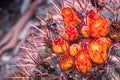 Close up of bright orange flowers on top of large barrel cactus Ferocactus cylindraceus