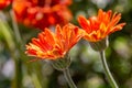 A close up of bright orange gerbera flowers in the summer sunshine, with a shallow depth of field Royalty Free Stock Photo