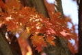 Close up of bright orange and red leaves on a Sunset Maple in the fall in Trevor, Wisconsin