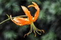 Close up of bright orange tiger lily flower Royalty Free Stock Photo