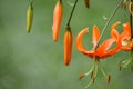 Close up of bright orange tiger lily flowers and buds Royalty Free Stock Photo