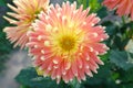 A close-up of dahlia flower of the 'Gudoshnik' variety, top view. Orange cactus dahlia with a yellow centre Royalty Free Stock Photo