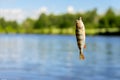 Close-up of Bright perch on fish-hook with worm on fishing line. Natural landscape. Concept fortune, finance, investment