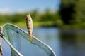 Close-up of Bright perch on fish-hook with worm on fishing line, old torn fish net. Concept fortune, finance, investment