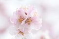 Close-up of a bright pink almond blossom