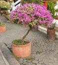 Close up of bright pink bougainvillea tree blossoms as a background