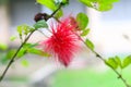 Close up of a bright pink Calliandra Haematopus flower Royalty Free Stock Photo