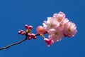 Close up of bright pink cherry blossoms against aclear blue sky Royalty Free Stock Photo