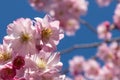 Close up of bright pink cherry blossoms against blue sky and bokeh flowers Royalty Free Stock Photo