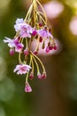 Bright pink cherry blossoms in spring Royalty Free Stock Photo