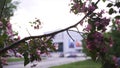 Close up for bright pink cherry branch on city street background, spring blossom and gardening concept. Stock footage Royalty Free Stock Photo