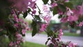 Close up for bright pink cherry branch on city street background, spring blossom and gardening concept. Stock footage Royalty Free Stock Photo