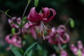 Close-up Bright pink flower Lilium Martagon with curly swirling petals, red large pistils grows on thin stem with green leaves