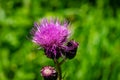 Close-up bright pink flower of melancholy thistle or Cirsium helenioides on blurred green natural background Royalty Free Stock Photo