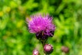 Close-up bright pink flower of melancholy thistle or Cirsium helenioides on blurred green natural background Royalty Free Stock Photo