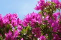 A close up of bright pink flowers of bougainvillea against the blue sky