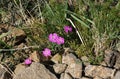 A close up of bright pink flowers of Dianthus chinensis ssp. versicolor (rainbow pink or China pink) Royalty Free Stock Photo