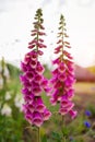 Close up of bright pink foxglove flowers blooming in summer garden at sunset. Digitalis in blossom. Floral background