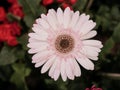 Close-up Bright Pink Gerbera Flower Garden in dark background