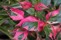 Close up of the bright pink and green leaves of Alternanthera ficoidea, also known as Party Time plant