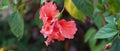 Close Up Of Bright Pink Large Flower Of Purple Hibiscus Hibiscus Rose Tiny Bud  On Green Leaves Natural Background. Red Hibiscus Royalty Free Stock Photo