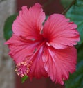 Close Up Of Bright Pink Large Flower Of Purple Hibiscus Hibiscus Rose Tiny Bud  On Green Leaves Natural Background. Red Hibiscus Royalty Free Stock Photo