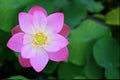 Close-up of bright pink lotus flower blossom with developing fruit and seed cup Royalty Free Stock Photo