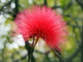 Close up of a bright pink mimosa pudica flower Royalty Free Stock Photo