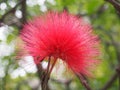 Close up of a bright pink mimosa pudica flower Royalty Free Stock Photo