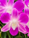Close-up photos of beautiful Orchid flowers in a flower garden