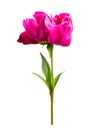 Close-up of bright pink peony flower isolated on white